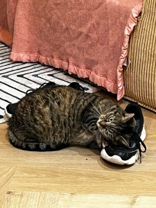 Photo de galerie - J’ai garder à leurs domicile pendant 2 semaines deux matous adorable 