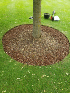 Photo de galerie - Découpe d'arbre en noyau de pêche. 