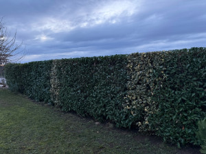 Photo de galerie - Taille de haie vive 