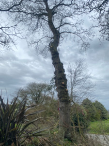 Photo de galerie - Elagage et coupe d'arbres