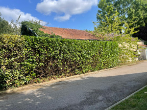 Photo de galerie - Taille de haies et d'arbustes