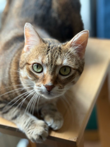 Photo de galerie - Garde chat