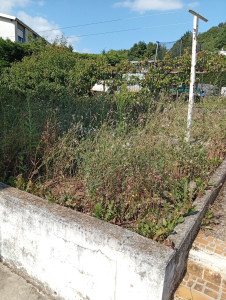 Photo de galerie - Tonte de pelouse - Débroussaillage