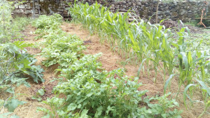Photo de galerie - Entretien de votre potager !