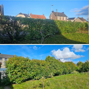 Photo de galerie - Taille de haie 