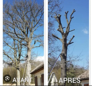 Photo de galerie - Elagage et coupe d'arbres