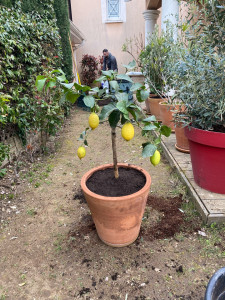 Photo de galerie - Jardinier