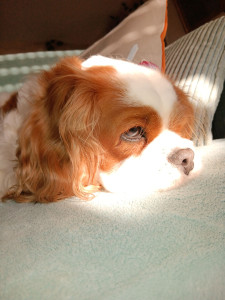 Photo de galerie - Princesse, Cavalier King Charles d'une grande douceur, regardez ses yeux... tout est dit ?
