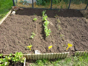 Photo de galerie - Désherbage d'un coin de potager.