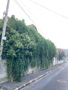 Photo de galerie - Taille de haies