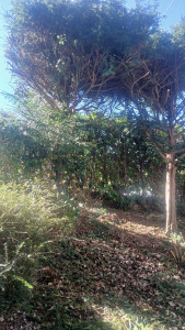 Photo de galerie - Elagage et coupe d'arbres