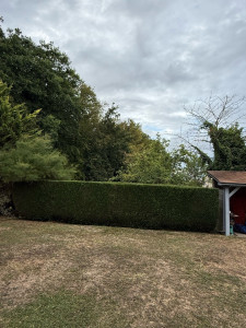 Photo de galerie - Elagage et coupe d'arbres