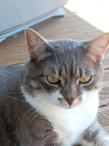 Photo de galerie - Perle, jolie chatte européenne très caline sur son balcon.