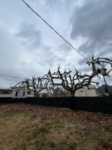 Photo de galerie - élagage 