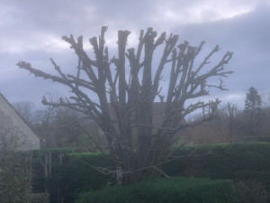 Photo de galerie - Elagage et coupe d'arbres