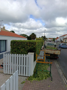 Photo de galerie - Taille de haies et d'arbustes