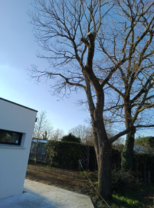 Photo de galerie - élagage chêne surplombant terrasse et toit plat dégagement en tyrolienne.