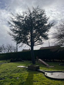 Photo de galerie - Elagage et coupe d'arbres