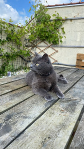 Photo de galerie - Garde animaux à domicile, visite à domicile, promenade 