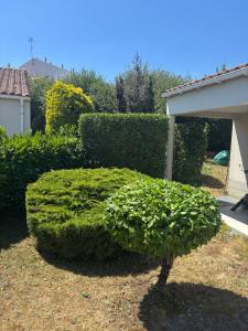 Photo de galerie - Taille d’arbustes