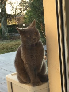 Photo de galerie - Encore un petit chat bien gardé