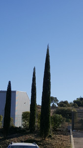 Photo de galerie - Taille de cyprès de Florence en flamme 