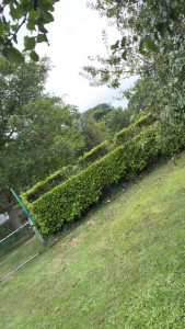 Photo de galerie - Elagage et coupe d'arbres