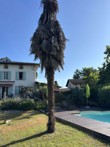 Photo de galerie - Avant l' abattage d'un palmier 