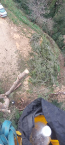 Photo de galerie - Elagage et coupe d'arbres