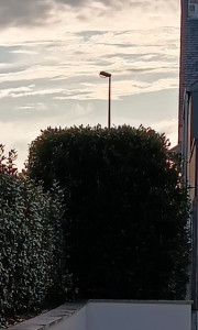 Photo de galerie - Laurier après 