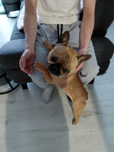 Photo de galerie - Garde de Voldy, petit bouledogue plein d'énergie ☺️