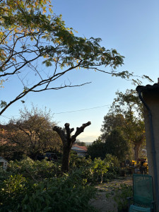 Photo de galerie - Élagage en tête de chat d’un Murier-Platane