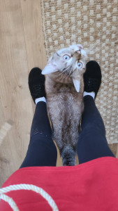 Photo de galerie - Marcel mon plus fidèle doudou chat ? 