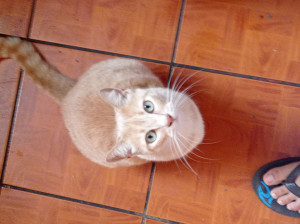 Photo de galerie - Un chat complètement adorable.