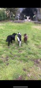 Photo de galerie - Ma chienne avec 2 autres chiens que je gardais qui s’amusent dans mon jardin.