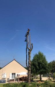 Photo de galerie - Elagage et coupe d'arbres