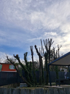 Photo de galerie - Elagage et coupe d'arbres