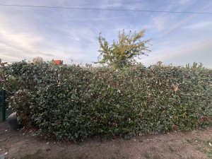 Photo de galerie - Elagage et coupe d'arbres