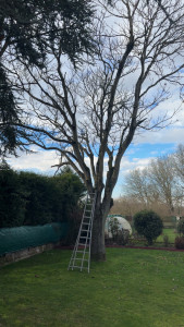 Photo de galerie - Elagage et coupe d'arbres