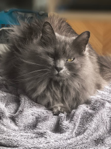 Photo de galerie - Garde de chat a votre domicile 