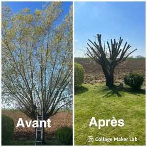 Photo de galerie - Taille des arbres et abattage