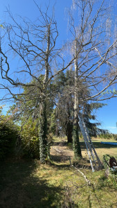 Photo de galerie - Elagage et coupe d'arbres