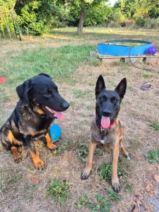 Photo de galerie - Jolie malinoise