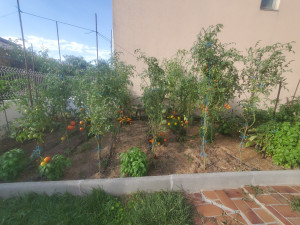 Photo de galerie - Un potager