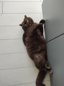 Photo de galerie - Garde chat