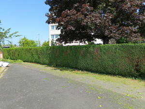 Photo de galerie - Taille de haies et d'arbustes