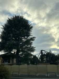 Photo de galerie - Démontage d’un sapin à la demande du client