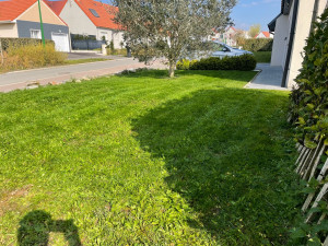 Photo de galerie - Tonte de pelouse, scarifier . semis 
