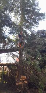 Photo de galerie - élagage et coupe d'arbres 