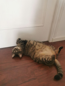 Photo de galerie - Garde chat